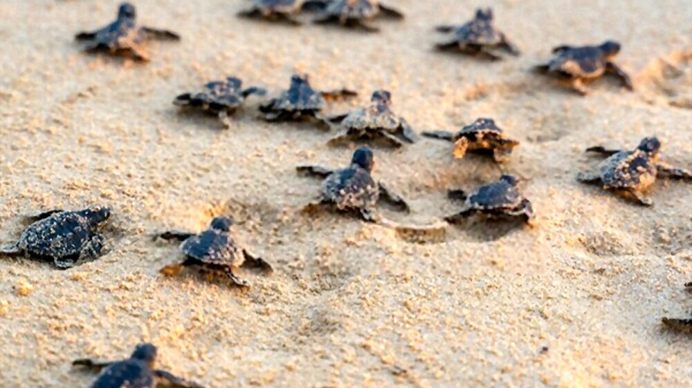 Sea Turtle Hatchery - Sri Lanka Travel Places